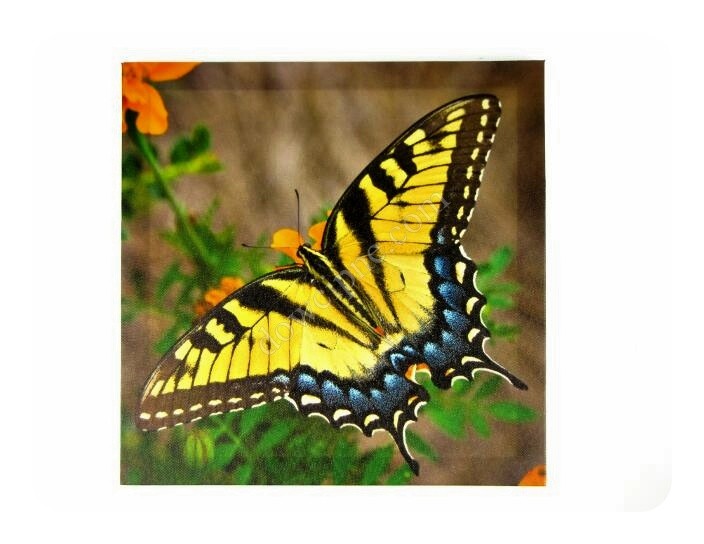 Obraz - motyl 38-1123